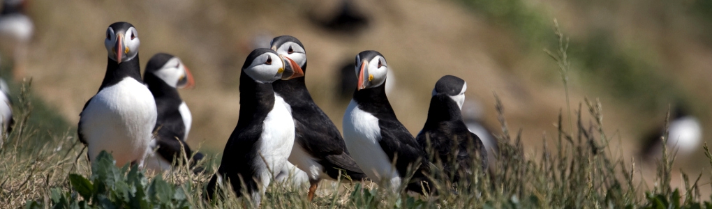 Puffins