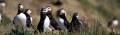 Puffins