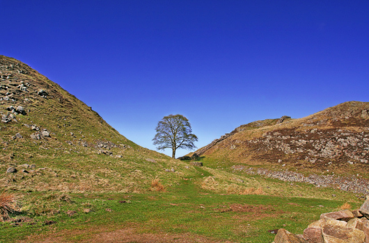 Hadrian's Wall, Sycamore Gap, Northumberland Hadrian's Wall, Sycamore Gap, Northumberland